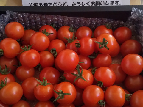 楽園トマトの定番　千果　たっぷり１ｋｇ詰め合わせ