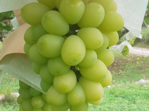 🍇【山梨県笛吹市産】シャインマスカット/クイーンニーナ 計約1.2kg🍇 食べ比べセット～爽やかな甘み vs 濃厚なコク、贅沢な食べ比べ～贈答　ギフト　家庭用にも