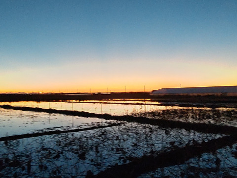 厳選れんこん４キロ
