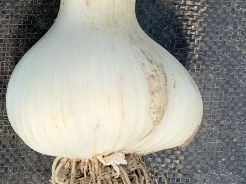 【送料相当分値引き】期間限定！青森県産福地ホワイト生にんにく1kg