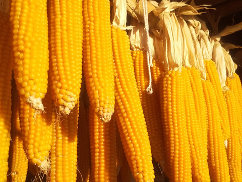 大量　まるポップコーン(500ｇ×6袋）＋おまけ100ｇ