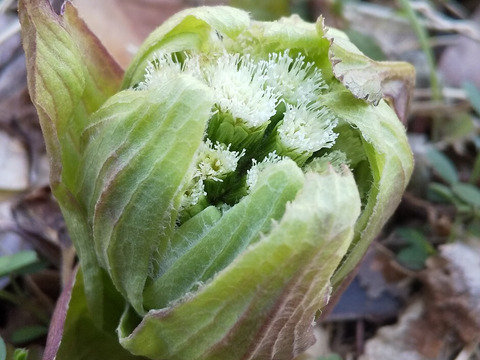 菜花がしゃきしゃき【みどりの畑から野菜たちのセット】自然農の畑から、不耕起草生　草とともに台地の畑で２6年の積み重ね、種とり、農薬肥料不使用）