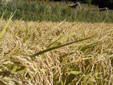 【毎日をアースデイに】稲作、品種に優る技術なし　玄米10K　精米も対応（肥料農薬不使用、自家採種、おだ掛け）
