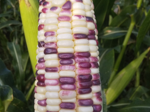 にし阿波産モチモチ太郎パープル、バイカラ－ミックス7～10本程80ｻｲｽﾞDBに満杯詰め！
　　しっかり実入りし、たっぷりのモチモチ感と自然の甘さ！
　　産地直送、朝採りでお届けします！