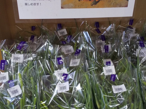 季節限定　北海道在来種　有機栽培ニンニクの芽　1キロ（写真は300グラム）