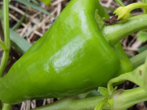 kotoさん専用【野菜たちのセット2倍量＋玄米4ｋを分つき】不耕起草生　耕さない草とともに台地の畑で２5年の野菜(種とり、農薬肥料不使用）