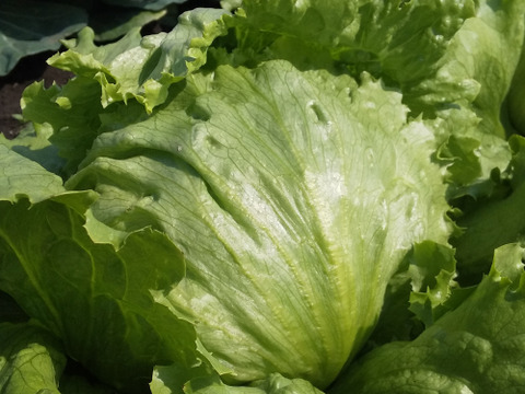 【農薬化学肥料不使用】朝採り！信州伊那谷★旬の野菜セット Mサイズ (金曜発送)