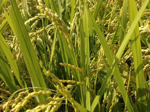 【令和7年新米】　ひとめぼれ　白米　10kg