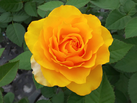 【 母の日ギフト 遅れてごめんね 】ブリキツインバスケット(ﾚﾝｹﾞﾛｰｽﾞ・ｺﾙﾀﾞｰﾅﾛｰｽﾞ)