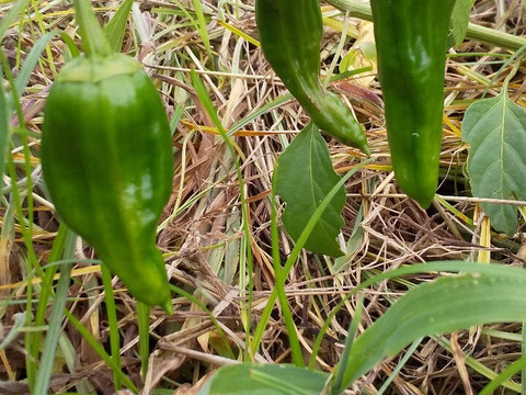 【クール便、野菜たち】自然農の畑から、不耕起草生　草とともに台地の畑で27年の積み重ね、種とり、農薬肥料不使用）