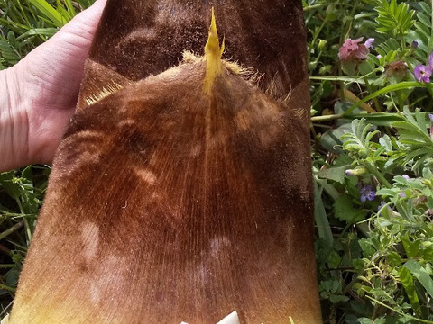 シャキッとタケノコ入ります 、やさいはメインディッシュ【野菜6種位】自然農の畑から、肥料農薬不使用、固定種