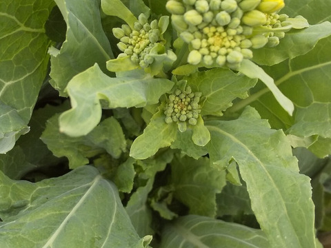 菜花がしゃきしゃき【みどりの畑から野菜たちのセット】自然農の畑から、不耕起草生　草とともに台地の畑で２6年の積み重ね、種とり、農薬肥料不使用）