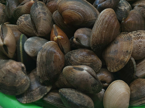 ワイズユースの恵み　根室市風蓮湖・温根沼産　豆アサリ＜1.5㎏＞　砂抜き済み