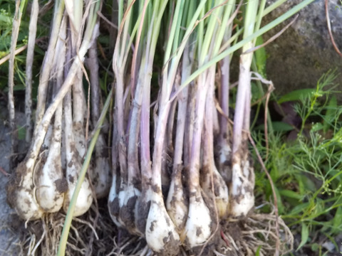 ２年もの【数量限定】❗️生らっきょう☆約1.0kg（箱込み）農薬化学肥料不使用・土つき・無選別