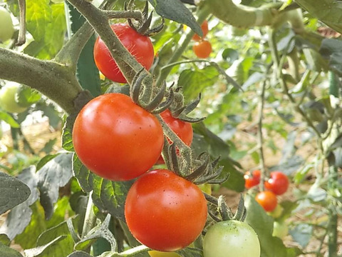 【農薬化学肥料不使用】朝採り！信州伊那谷★旬の野菜セット Mサイズ (金曜発送)