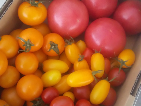 【 100％純トマト🍅】【雪ちゃんトマト】髙橋農場のトマト全部2キロ箱詰め（内容量1800gくらい）