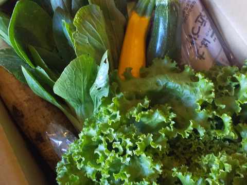 【農薬化学肥料不使用】朝採り！信州伊那谷★旬の野菜セット Mサイズ (金曜発送)