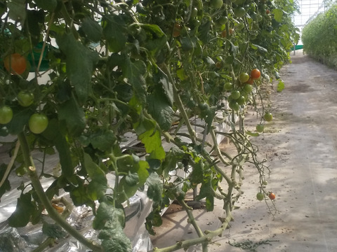 【 100％純トマト🍅】【雪ちゃんトマト】髙橋農場のトマト全部2キロ箱詰め（内容量1800gくらい）