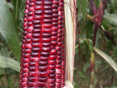 今年最終、まもなく終わります！　トウモロコシ『モチモチ太郎』【パ－プル】　
甘いだけのコーンに満足出来
ない方！　ヤミツキとうもろこし！　80 サイズ箱に７～１1本程満杯詰め、産地直送です
