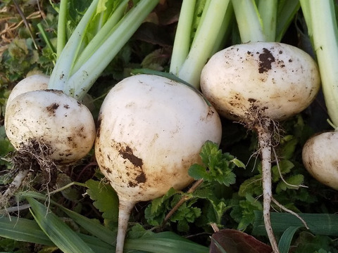エシカル消費、耕さない、草ともにある畑から、野菜をお届け   多様な生き物とともに、自然農の畑から、不耕起草生、種とり、農薬肥料不使用