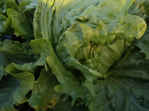 【香川県産】
サラダにおススメ👌しっかり重さがのったみずみずしい
レタス３玉セット