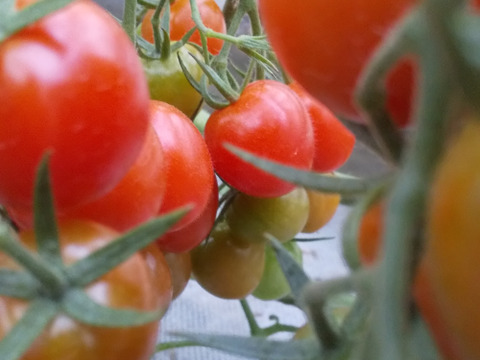 【 100％純トマト🍅】【雪ちゃんトマト】中玉トマトとミニトマトのセット（1,6キロ）