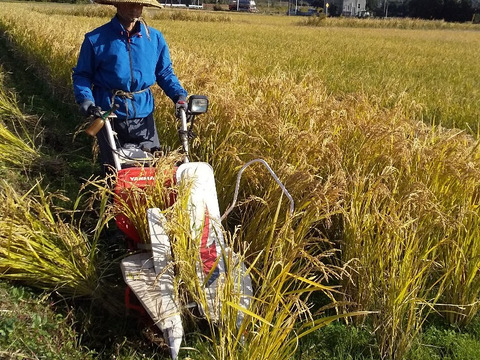 【新米発送中】令和7年米、品種に優る技術なし、玄米、精米も対応（肥料農薬不使用、自家採種、おだ掛け）　晩生種のあじわい、玄米8キロ