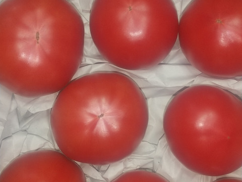 「王様トマト」の試験販売にご協力お願いします。１.8ｋｇ箱・品種名：「ごほうび」