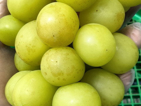 甘くてジューシー　シャインマスカット　粒サイズ不揃い　1.5kg　糖度18以上