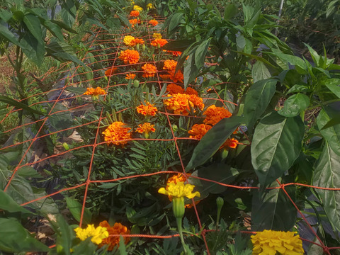 2024年　新鮮青生、唐辛子とうがらし(鷹の爪)　　期間限定品！500g(約150～180本)