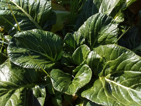菜花がしゃきしゃき【みどりの畑から野菜たちのセット】自然農の畑から、不耕起草生　草とともに台地の畑で２6年の積み重ね、種とり、農薬肥料不使用）