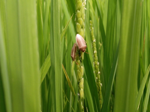 銘柄米 コシヒカリ 100% 白米 5kg 令和7年産：千葉県産のお米｜食べ