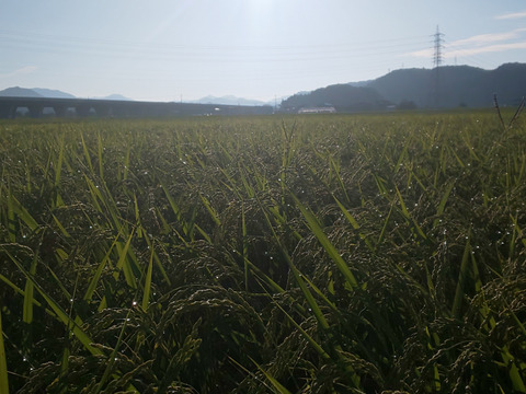 【令和7年新米】静岡県遠州森のコシヒカリ（５ｋｇ）今年も美味しくできました