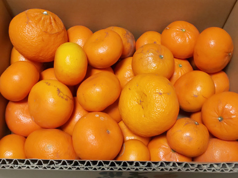 【チョット訳あり】「麗紅」（れいこう）５㎏（サイズ混合）