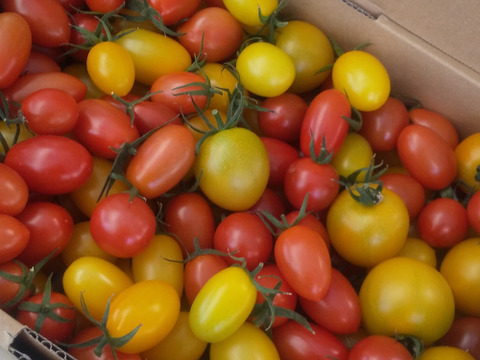 【 100％純トマト🍅】【雪ちゃんトマト】1500gバラ詰め中玉トマトとミニトマト