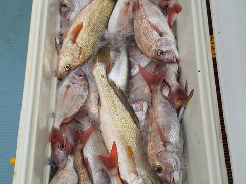 新鮮活きワタリガニ 三重県漁師直送 3kg 中サイズ