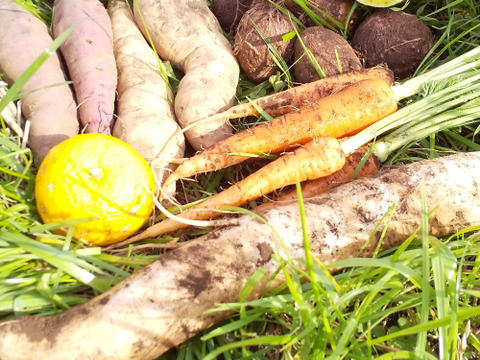 エシカル 耕さない、草とともにある畑から、多様な生きものとともに野菜　プラマルチなし　【お野菜のセット2倍量】不耕起草生　(種とり、農薬肥料不使用）