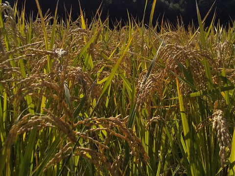 【玄米4ｋ+野菜セット】  令和7年米、品種に優る技術なし、玄米、精米も対応（肥料農薬不使用、自家採種、おだ掛け）　晩生種のあじわい、玄米4キロ