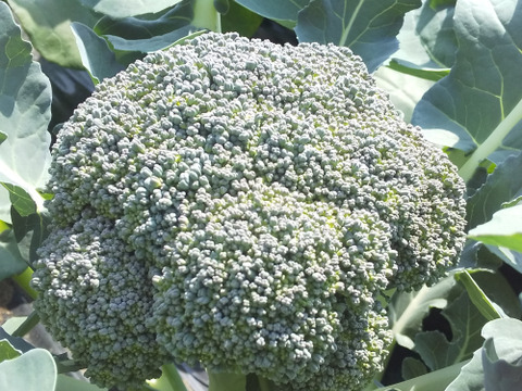 【農薬化学肥料不使用】朝採り！信州伊那谷★旬の野菜セット Mサイズ (金曜発送)