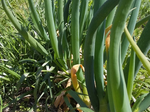 菜花がしゃきしゃき【みどりの畑から野菜たちのセット】自然農の畑から、不耕起草生　草とともに台地の畑で２6年の積み重ね、種とり、農薬肥料不使用）