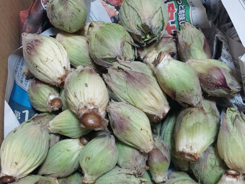 《ぷっくり大きい！》ふきのとう『秋田ふき』　500g