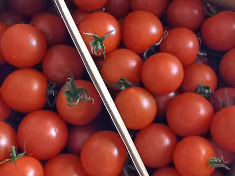 食べ出したら止まらない※おいし～甘～いトマ糖※フルティカ糖度９度以上※１ｋｇ