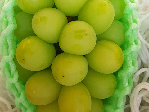 【高品質】温室ハウス栽培　シャインマスカット　1.2Kg以上（2房入）