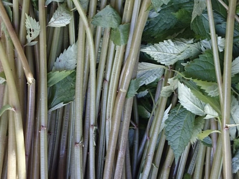 期間限定！山の恵みセット‼︎山菜詰め合わせ
天然山菜 約1500g(ワラビ、ウルイ、ボウナ、フキ、ウド、
ミズ等)