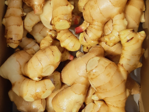 訳あり】高知県特産ハウスの新生姜 3kg おまかせサイズ：高知県産の