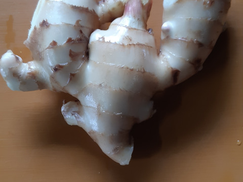 【40%割引中】高知県産ハウスの新生姜　1kg　【クール便】