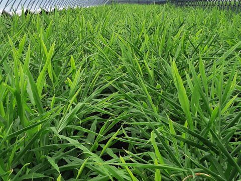 【40%割引中】高知県産ハウスの新生姜　4kg