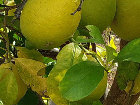 箱入りレモン娘(栽培期間中農薬不使用・有機肥料・ノーワックス)