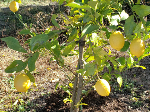 箱入りレモン娘(栽培期間中農薬不使用・有機肥料・ノーワックス)