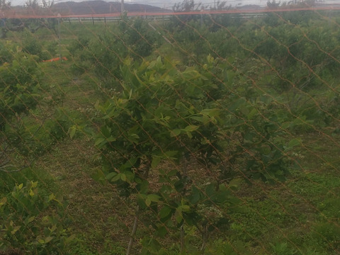 生ブルーベリー(1キロ)
mix「200g×5パック」期間限定商品
一人農家の為、一日3セット限定でのお届けになります。